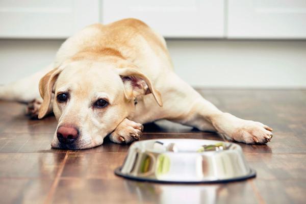 راهنمای تغذیه صحیح سگ